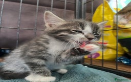 Mixed Breed cats for sale: 2 kittens available for their forever homes - Image 1