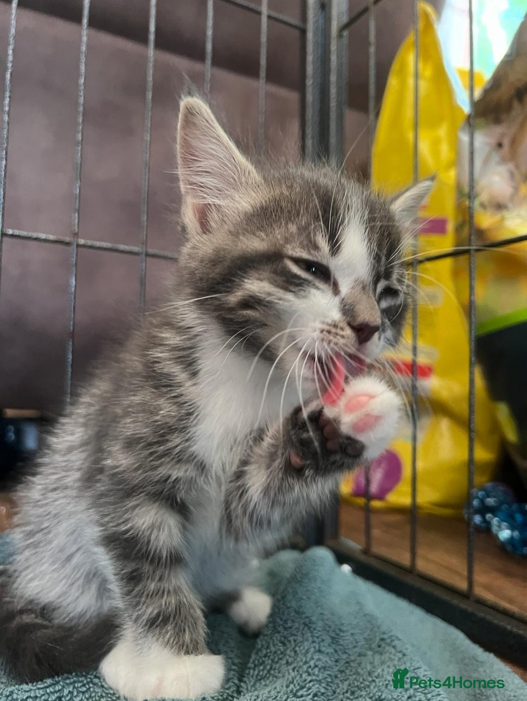 Mixed Breed cats for sale: 2 kittens available for their forever homes - Image 1