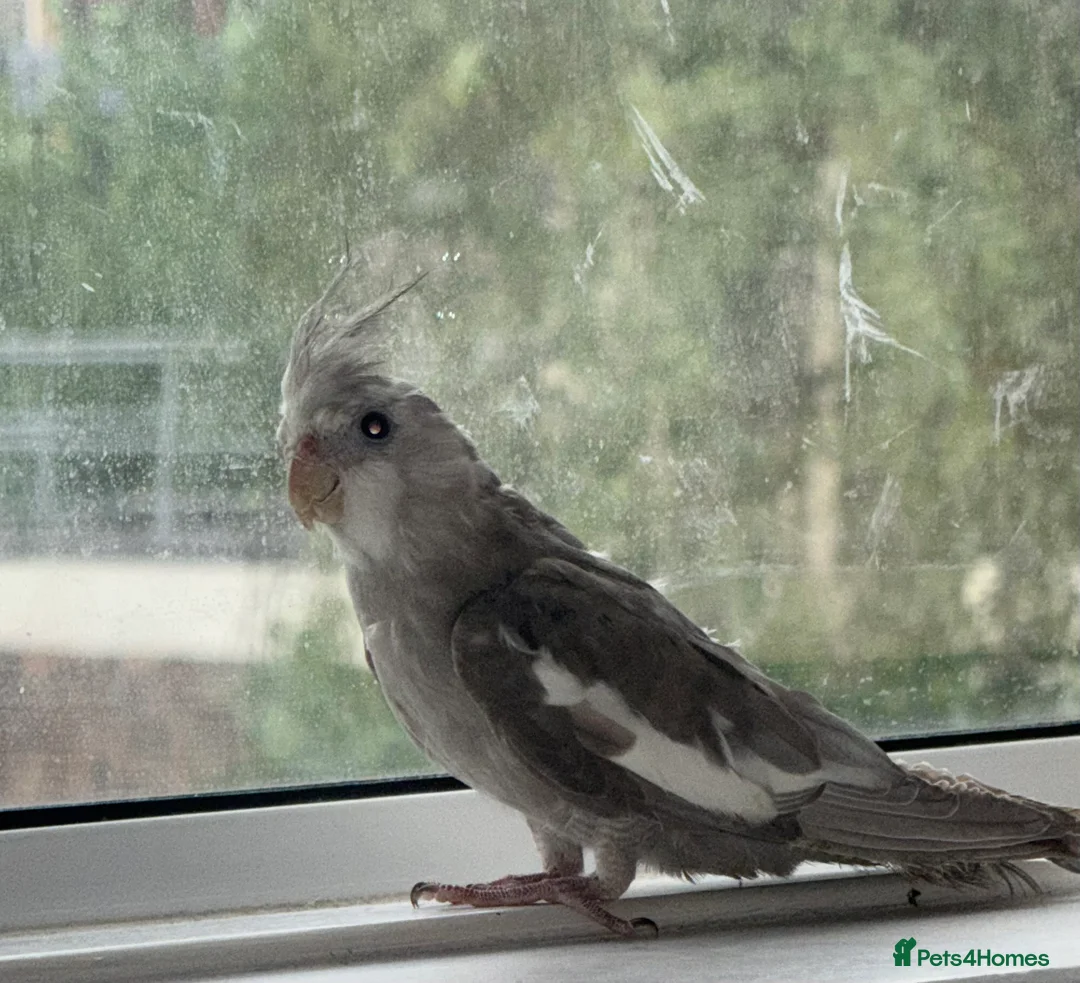 Cockatiels birds for sale: Baby cockatiel birds - Advert 1