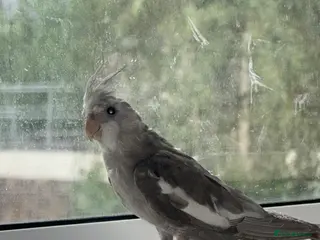 Cockatiels birds Baby cockatiel birds - Advert 8