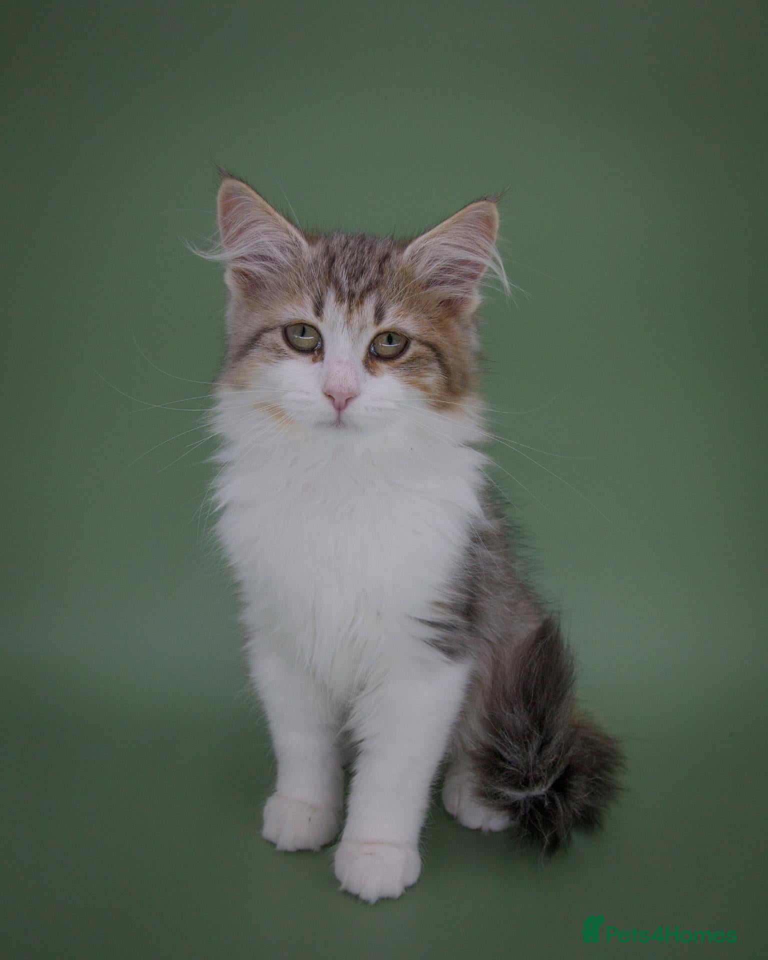 Siberian cats TICA Registered Girl - Ready Now - Advert 1