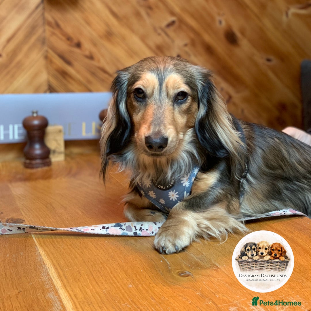 Miniature Dachshund dogs for sale: KC Long Haired Shaded Cream Miniature Dachshund - Advert 4