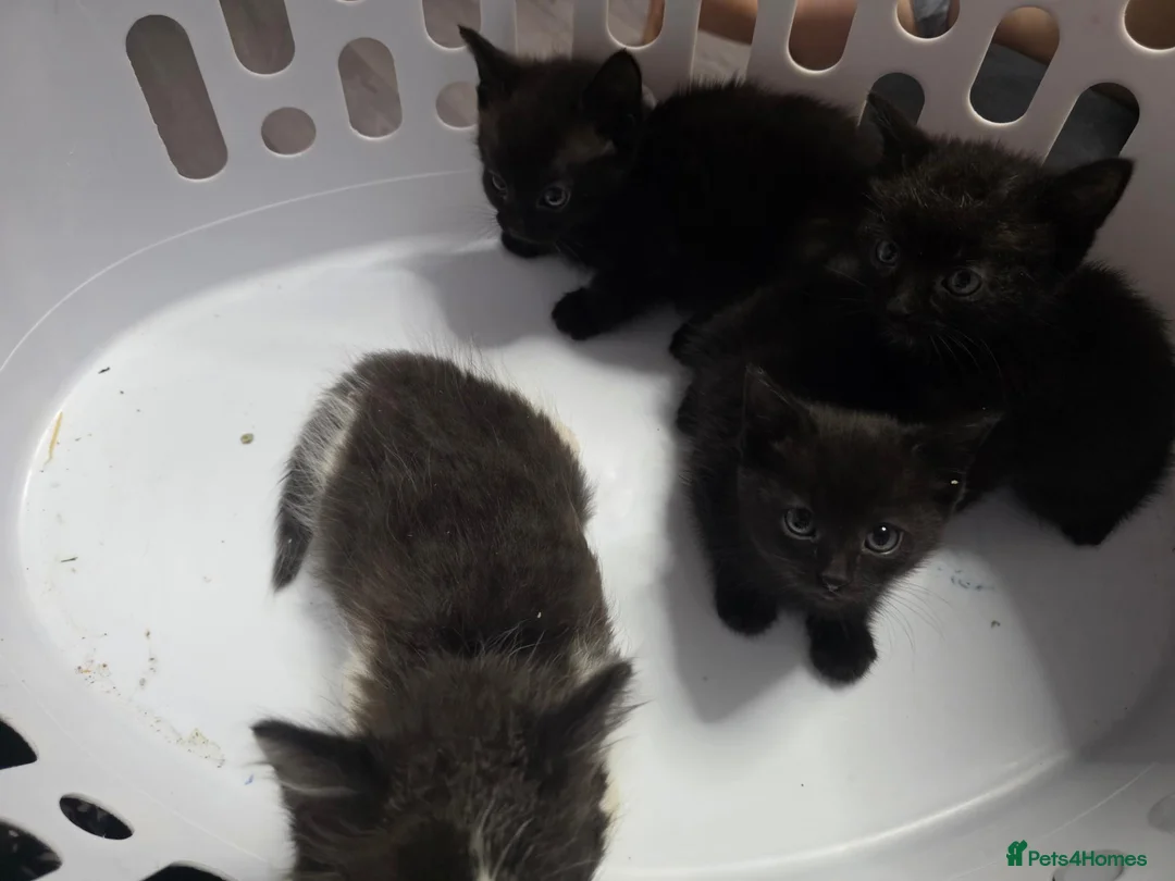 Mixed Breed cats for sale: Mixed kittens  - Advert 2