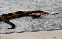Mixed Breed cats for adoption: [Indoors Only] Mishu - Charming loving girl - Image 3