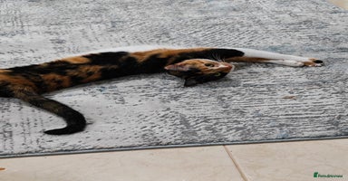 Mixed Breed cats - Advert 12