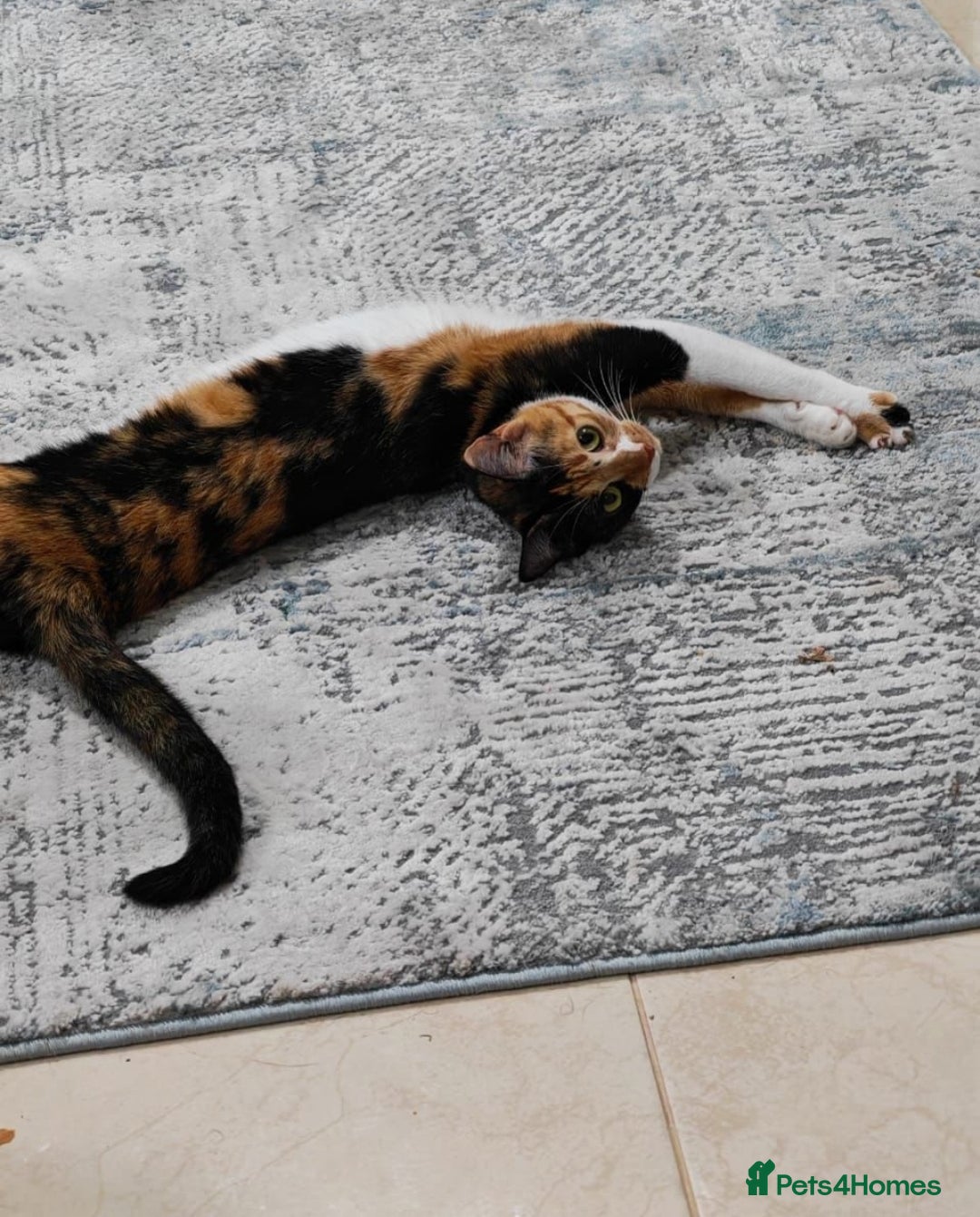 Mixed Breed cats for adoption: [Indoors Only] Mishu - Charming loving girl - Image 3