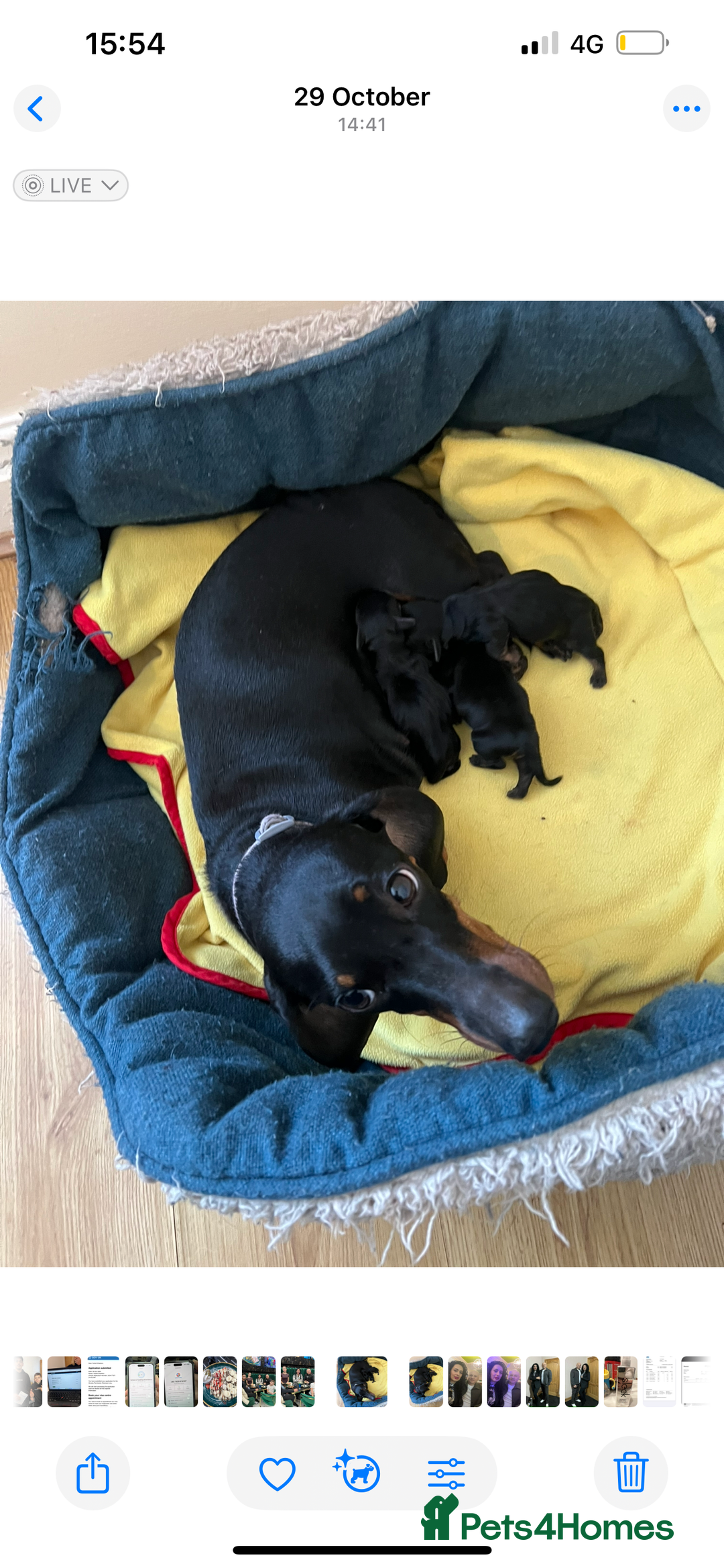 Dachshund dogs for sale: 4 pups for sale  - Advert 1