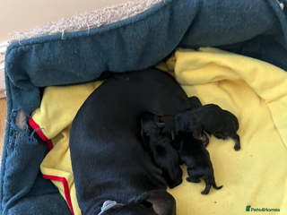 Dachshund dogs 4 pups for sale - Advert 4