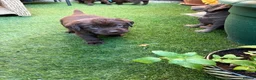 Labrador Retriever dogs for sale: Beautiful chocolate labrador puppies  in Fareham - Advert 4