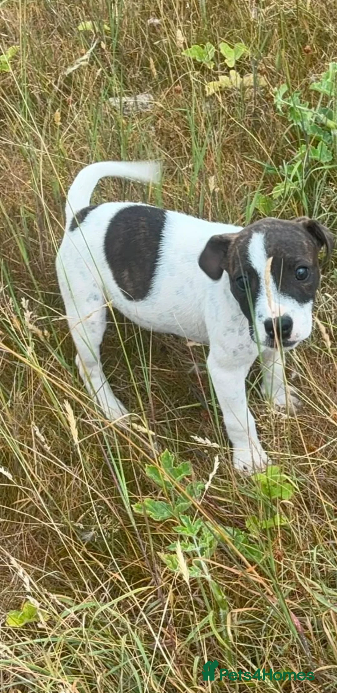 Mixed Breed dogs for sale: Mix breed in Kidlington - Advert 12