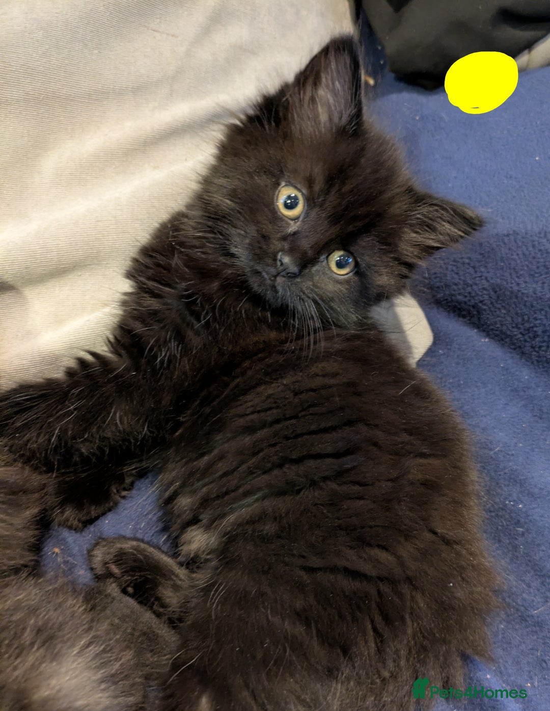 Mixed Breed cats for sale: Beautiful Kittens Ready For Their Forever Homes - Advert 6