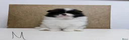 Pomeranian dogs for sale: Pomeranian Puppies – Home Raised With Mum & Dad - Advert 18