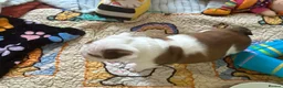 English Bulldog dogs for sale: Double CRUFTS winners bred bulldog puppies  - Advert 25