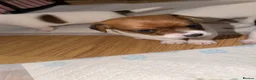 Jack Russell dogs for sale: Jackrussells terriers for sale  - Advert 12
