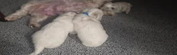 Maltese dogs for sale: Maltese puppies - Advert 13