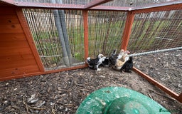 Chickens poultry for sale: Beautiful Pekin bantams!!  - Image 3