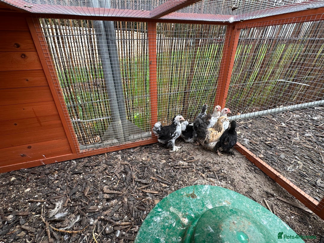 Chickens poultry for sale: Beautiful Pekin bantams!!  - Image 3