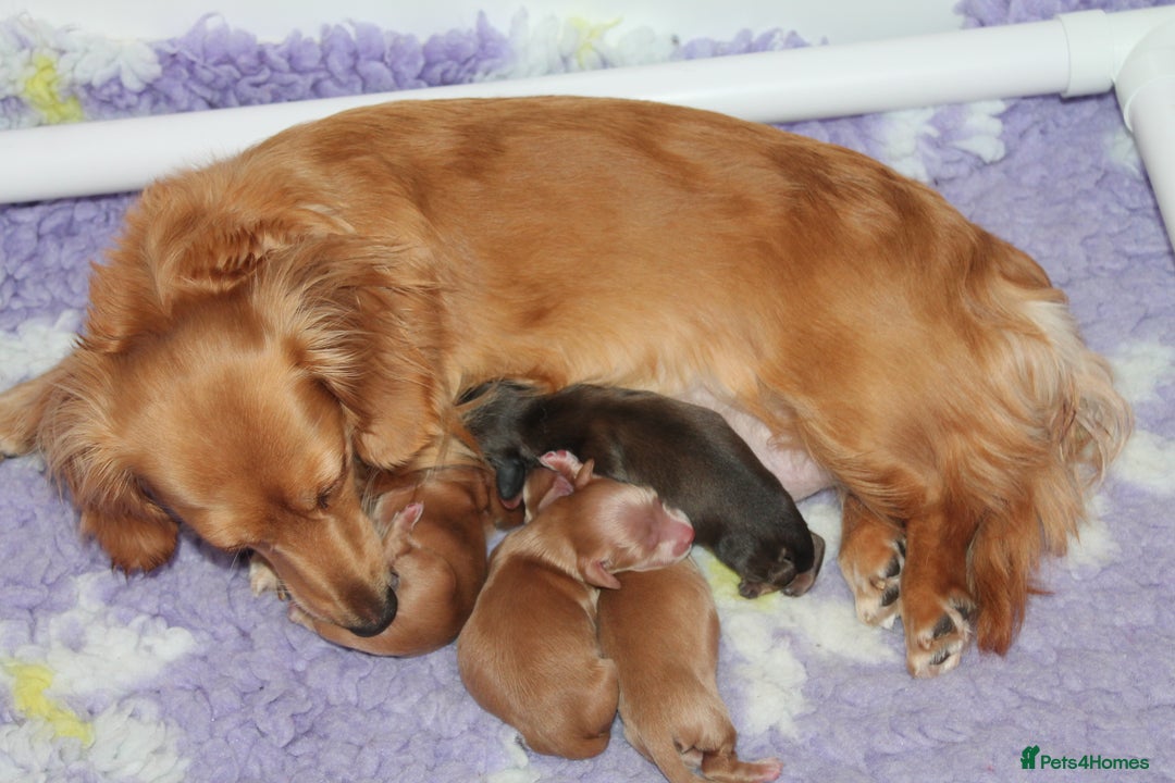 Dachshund dogs for sale: KC beautiful cream dachshund miniature long haired - Image 12