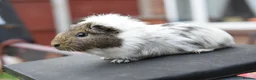 Guinea Pig rodents for sale: Baby Guinea Pigs Looking For New Homes - Advert 24