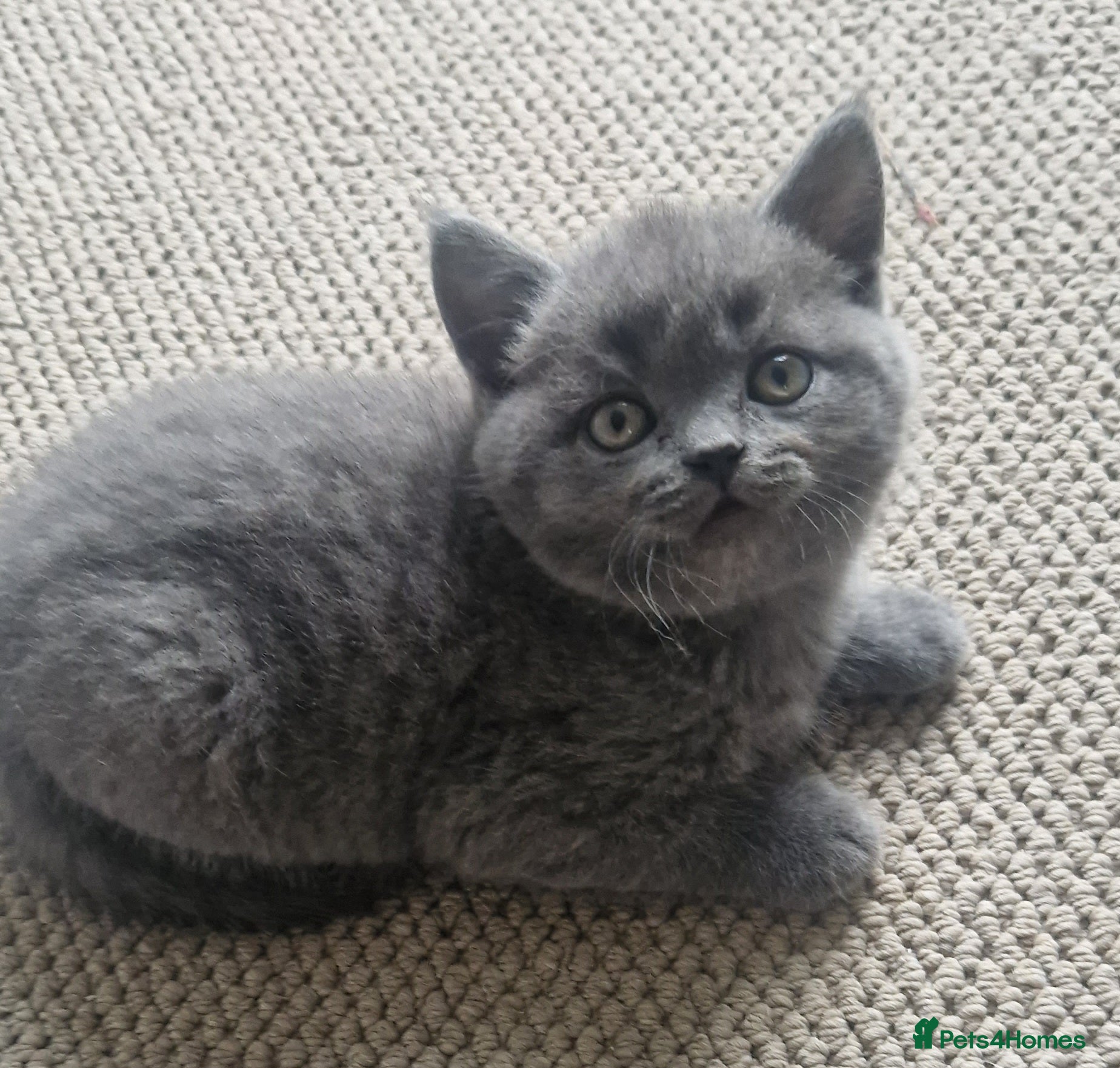 British Shorthair cats for sale: GCCF PEDIGREE BRITISH SHORTHAIR, BLUE, VIEW NOW - Advert 3