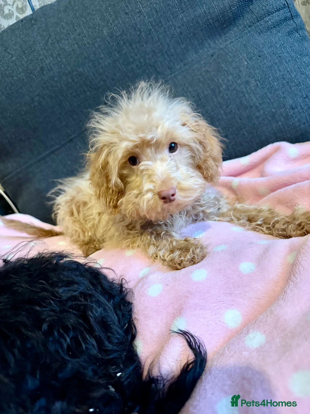 Cockapoo dogs for sale: Poodle  - Advert 5