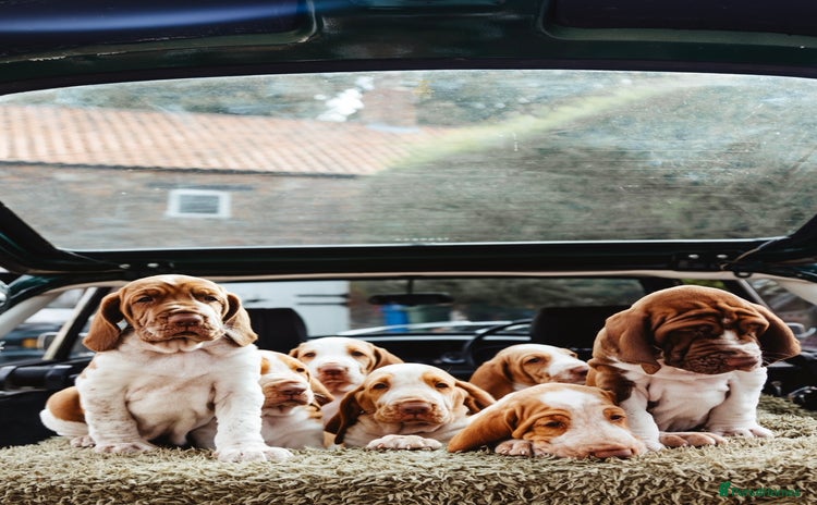 Bracco Italiano dogs - Advert 2