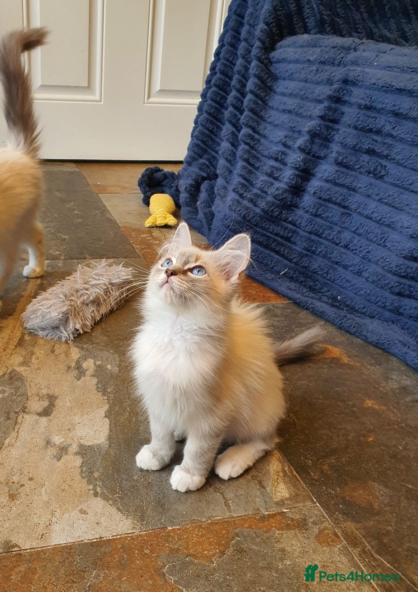Ragdoll cats 💖Very Beautiful GCCF Registered Ragdoll Kittens. - Advert 2