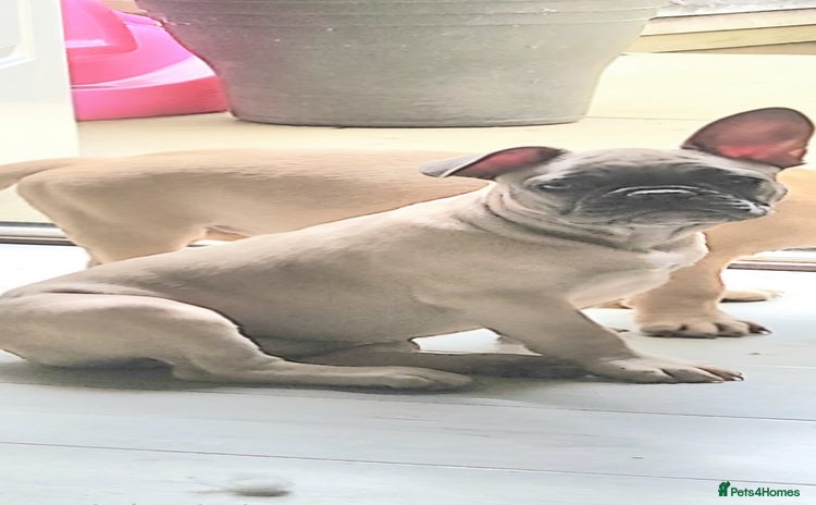 French Bulldog dogs - Advert 13