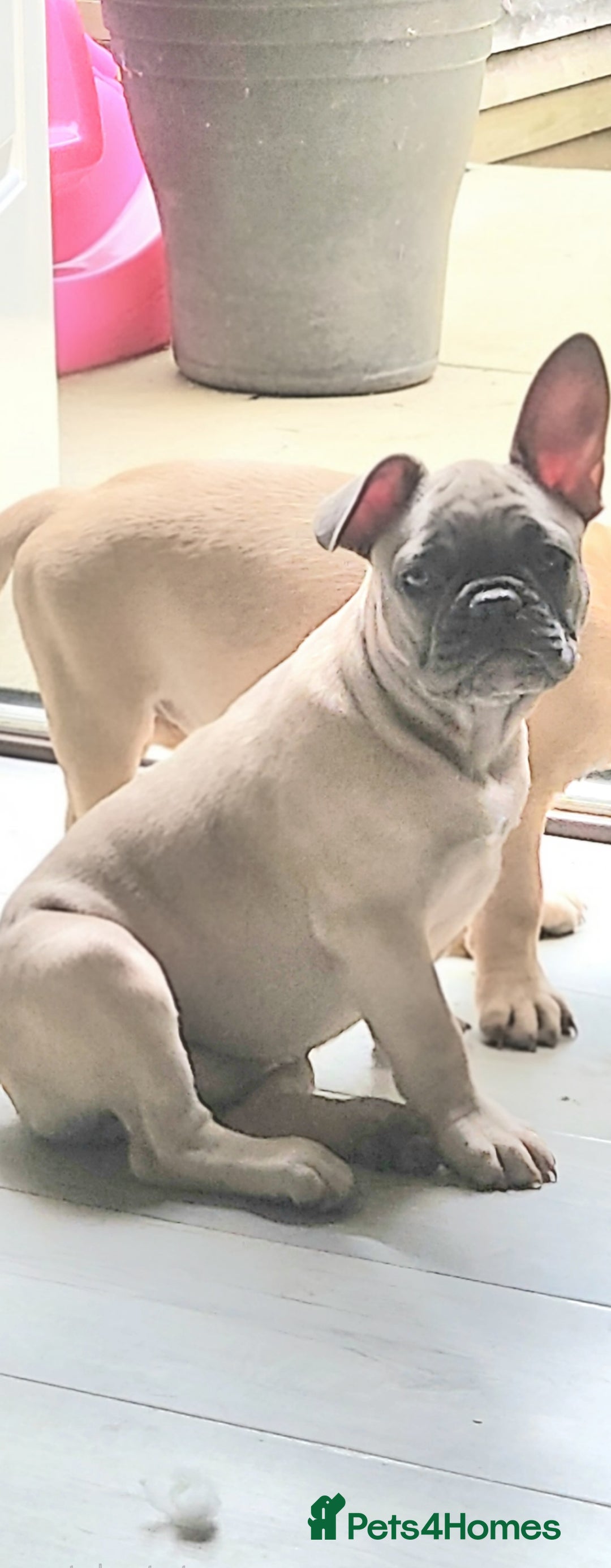 French Bulldog dogs for sale: 1 beautiful boy left £500 - Image 6