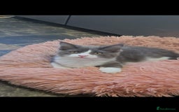 Maine Coon cats for sale: Maincoon crossed ragdoll kittens - Image 4