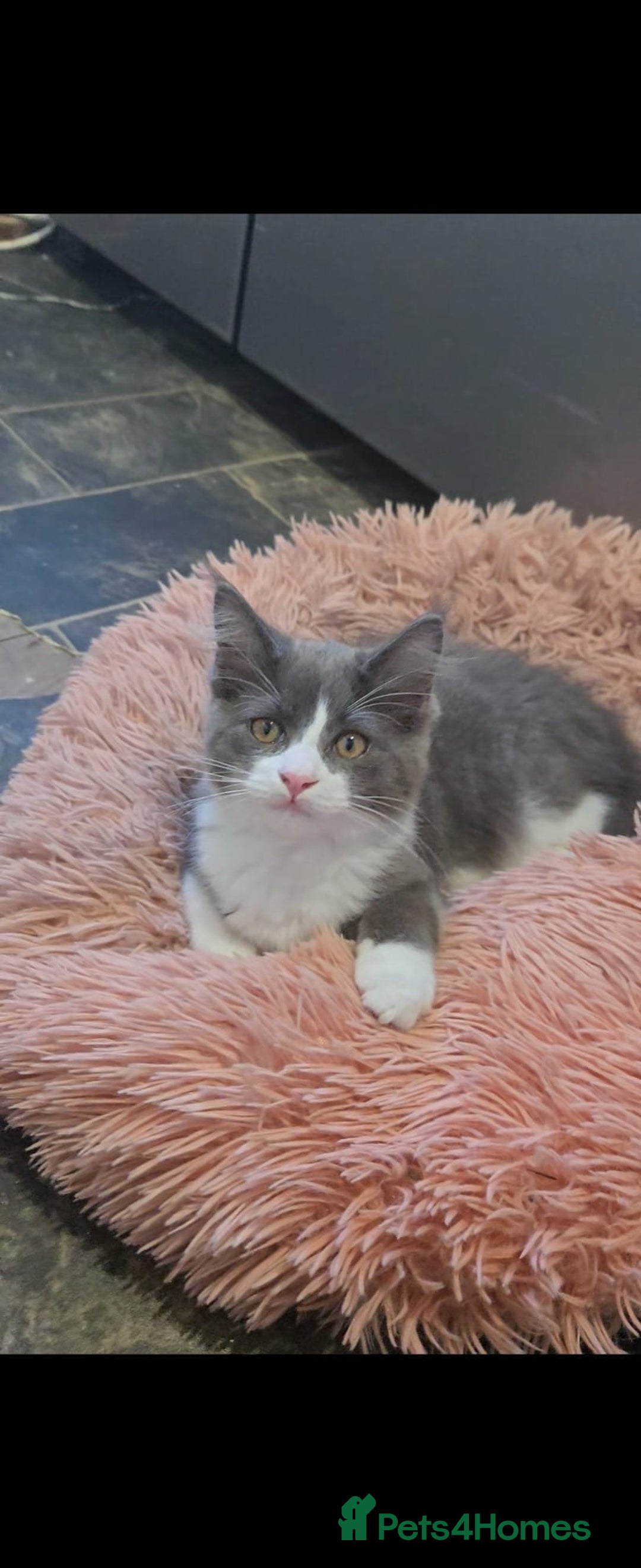Maine Coon cats for sale: Maincoon crossed ragdoll kittens - Image 4