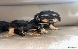Cocker Spaniel dogs for sale: Kc reg show type cocker spaniels  - Image 6