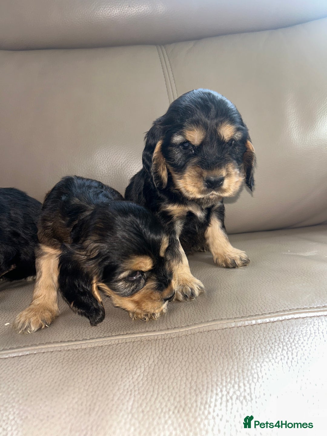 Cocker Spaniel dogs for sale: Kc reg show type cocker spaniels  - Image 6