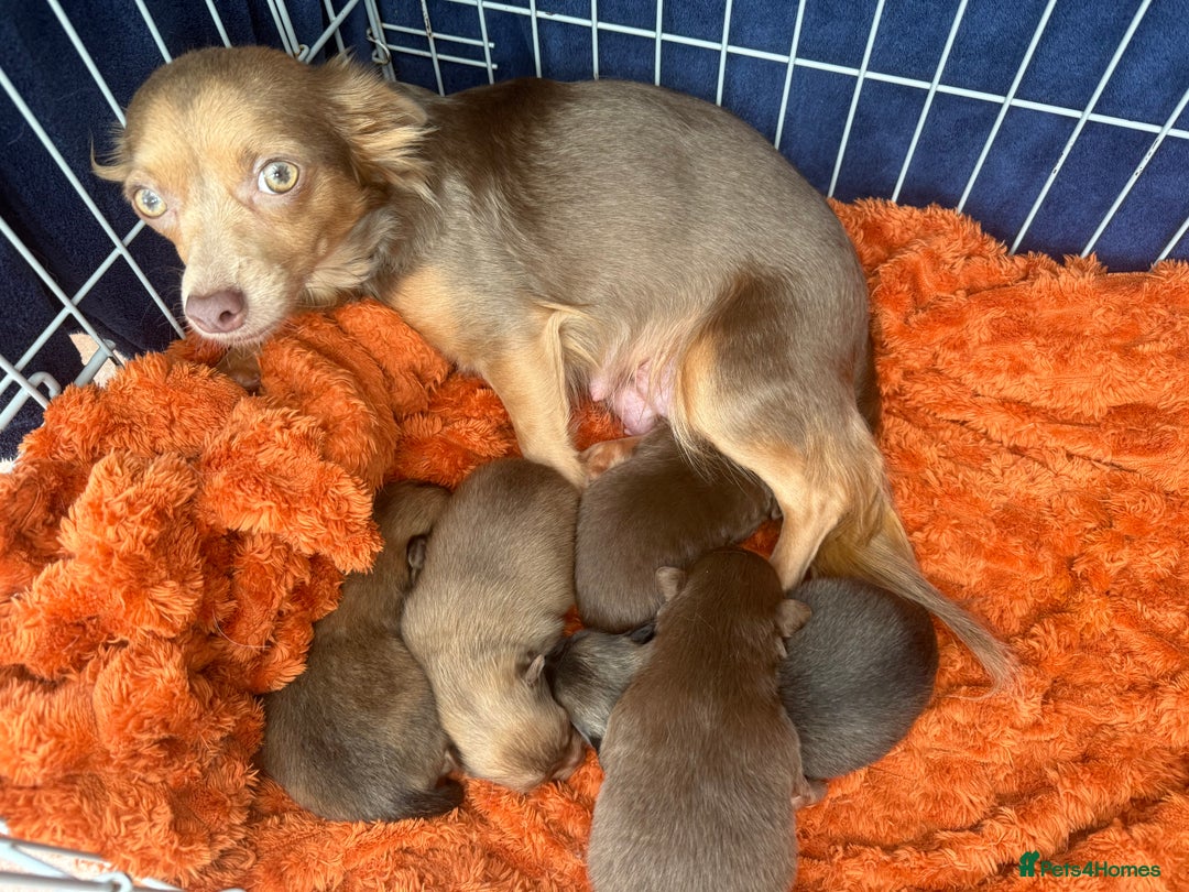 Pomchi dogs for sale:  **  Beautiful Pomchi loved & socialised  - Image 2