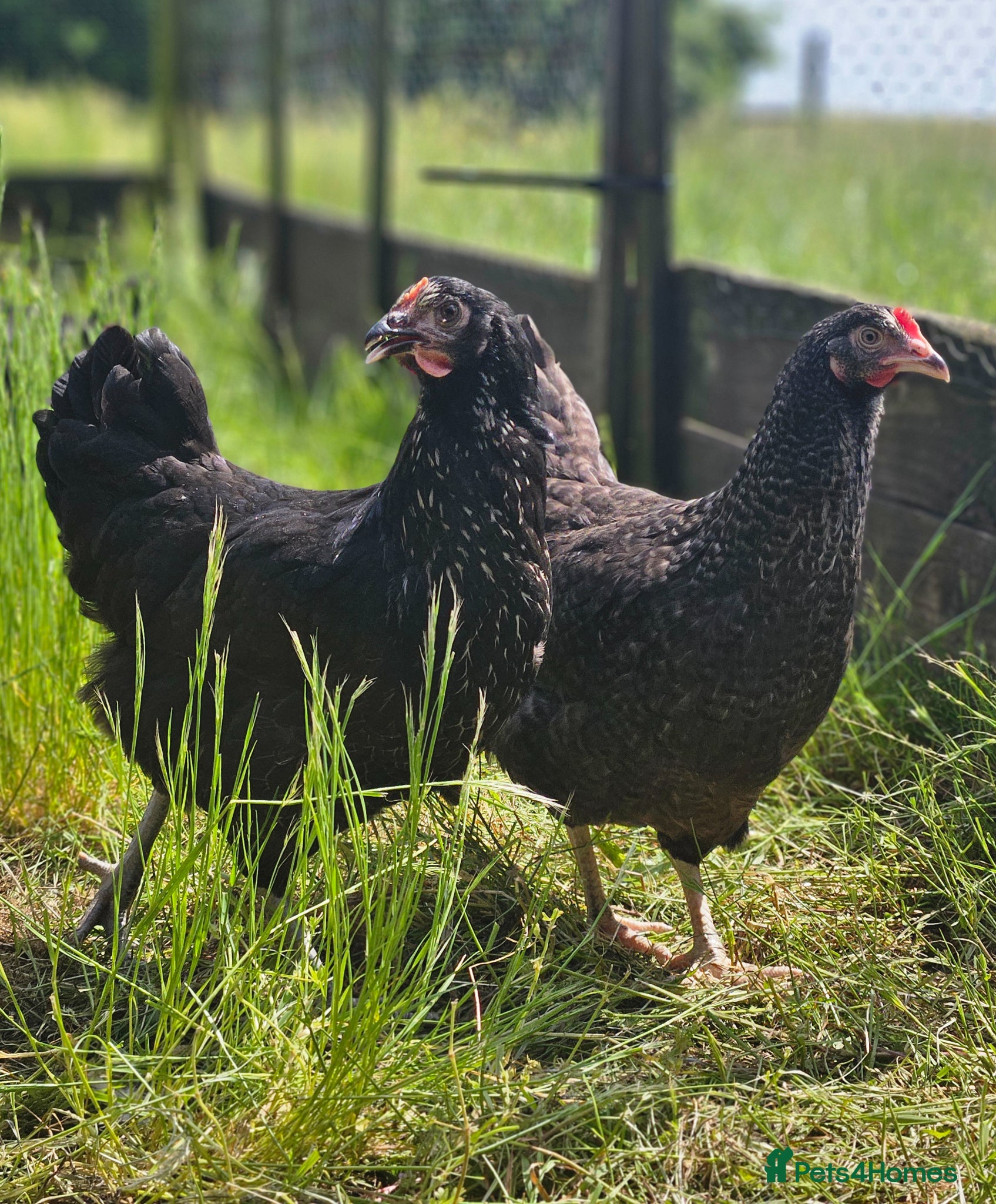 Chickens poultry for sale: Point of Lay Hybrid Laying hens  - Advert 4