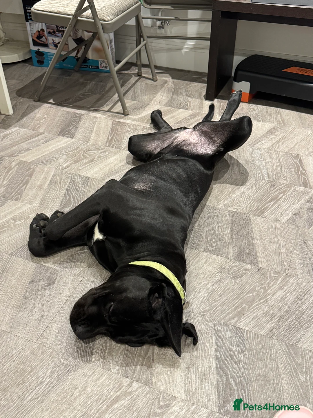 Cane Corso dogs for sale: 8 month old female cane corso - Advert 6