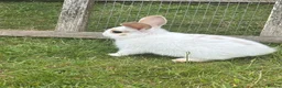 Mini Lop rabbits for sale: Mini lop for sale - Advert 4