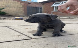 Cane Corso dogs for sale: Cane Corso puppies 9 week old 🫶❤️🫶 - Image 24