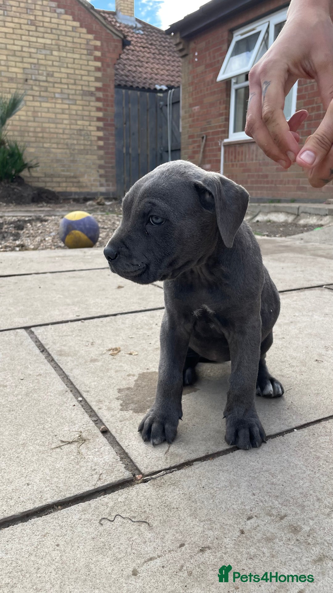 Cane Corso dogs for sale: Cane Corso puppies 9 week old 🫶❤️🫶 - Image 24