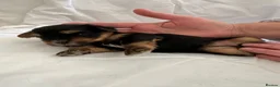 Yorkshire Terrier dogs for sale: Beautiful Yorkshire Terrier Puppies 2 Girls 3 Boys in Gateshead - Advert 20