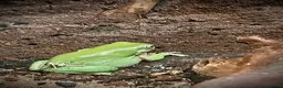 Frog reptiles for sale: Healthy female Australian Tree Frog  in Henley-on-Thames - Advert 4
