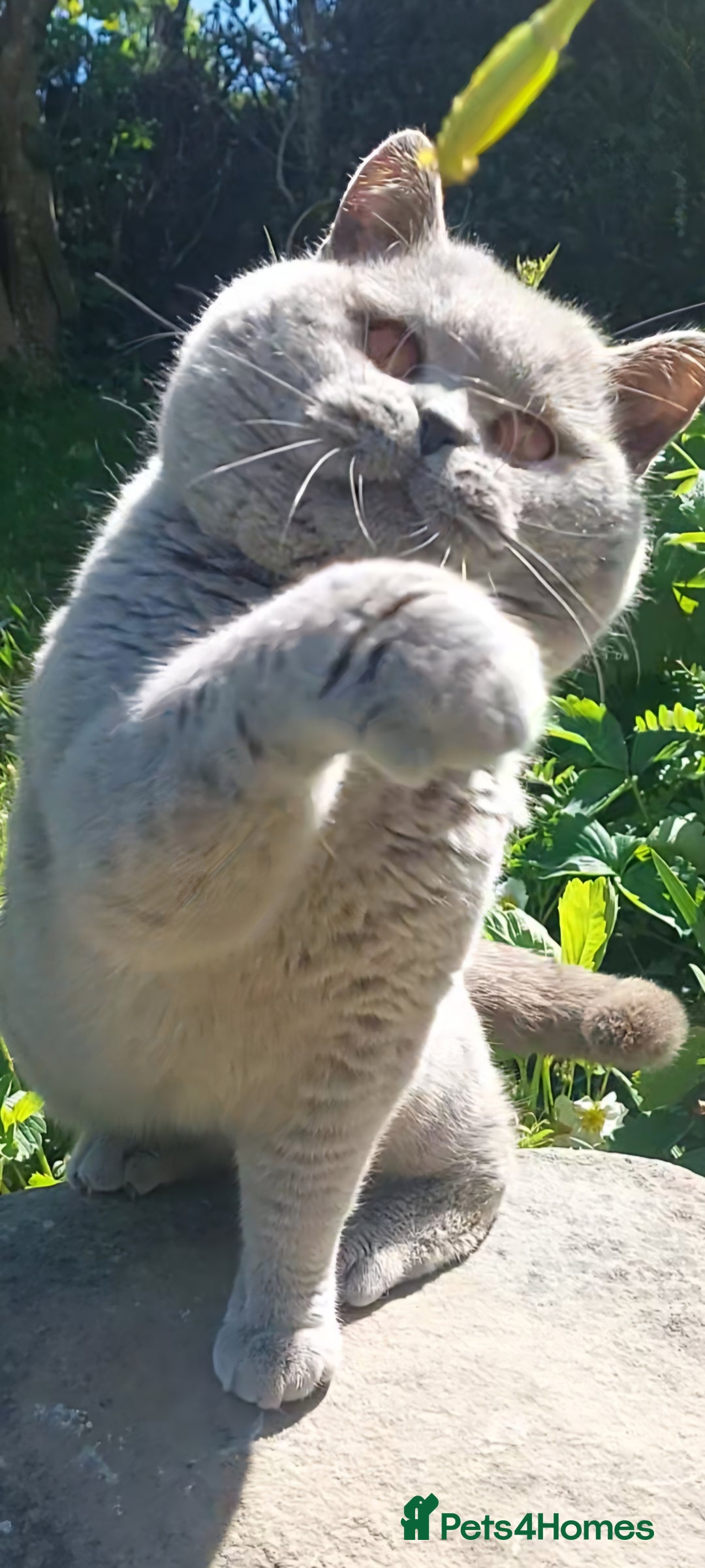 British Shorthair cats for sale: 💙💜GCCF REGISTERED KITTENS💜💙 - Image 13