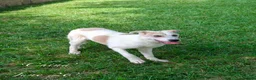 Mixed Breed dogs for adoption: China. 6 months approx. Available for adoption. in Brixham - Advert 3