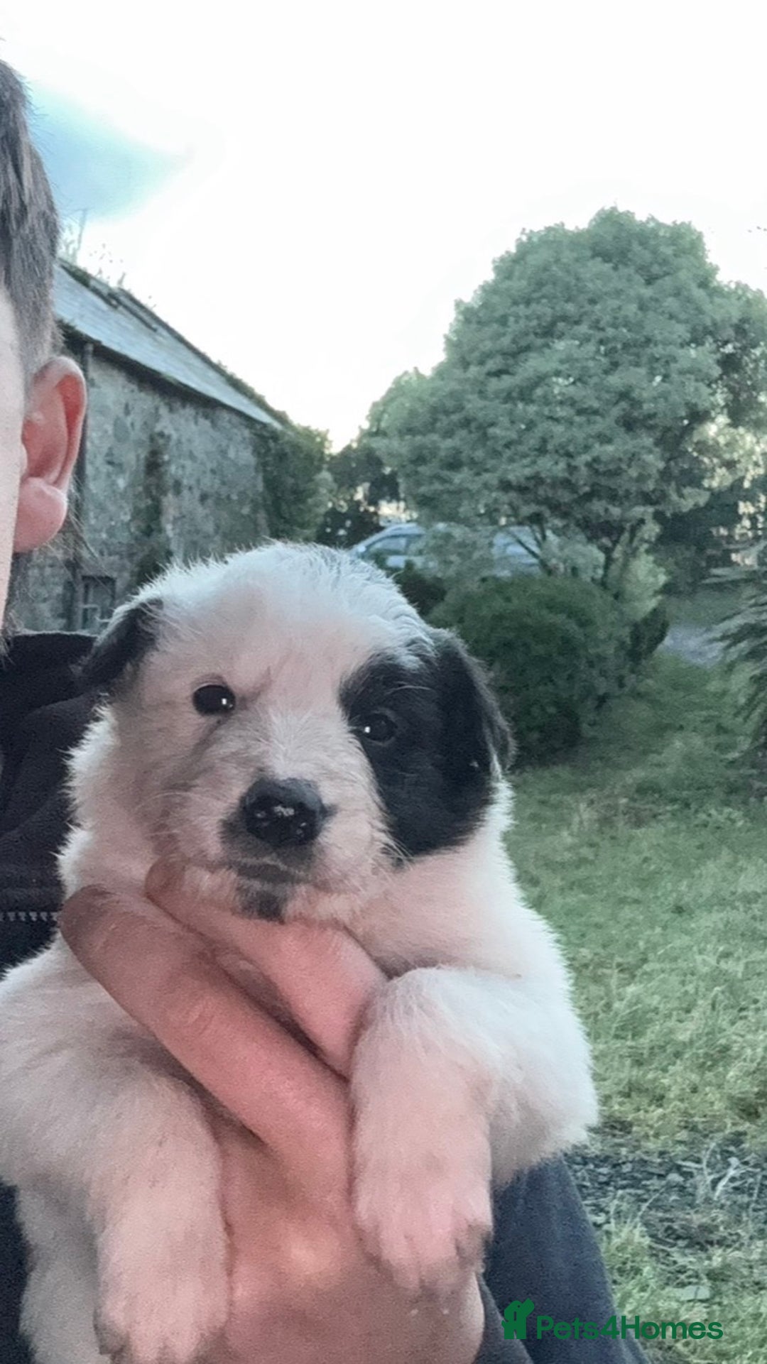 Border Collie dogs for sale: Very cute Border Collie Pups From Working Dogs - Advert 37