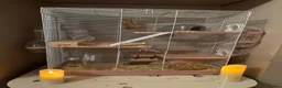 Hamster rodents for sale: Syrian Hamster/Cage x2 / Accessories  in Newton Aycliffe - Advert 6