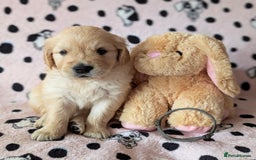 Golden Retriever dogs for sale: 7 Gorgeous Golden Retriever Puppies 🥰 - Image 6