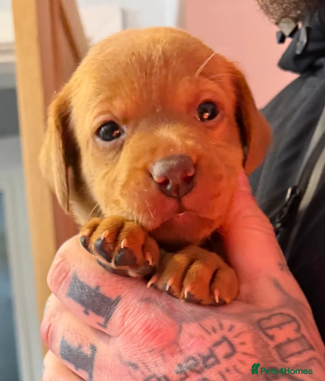 Labrador Retriever dogs for sale: FOX RED / GOLDEN LABRADOR PUPPIES  - Advert 1