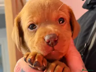 Labrador Retriever dogs FOX RED / GOLDEN LABRADOR PUPPIES - Advert 1