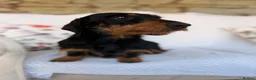 Miniature Dachshund dogs for sale: Champion bred wire haired bitch - Advert 4