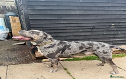Cane Corso dogs for sale: Cane Corso Puppies - Image 10